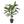 Cordyline Fruticosa Kunstpflanze im Topf
