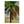 Impression sur toile Palme Tahiti