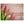 Placemats Rode Tulpen (set van 12)