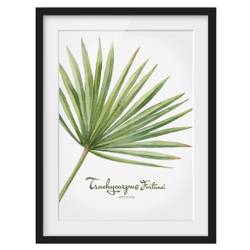 Bild Aquarell Botanik Trachycarpus I