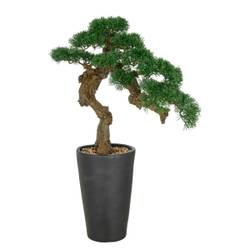 olivenbaum zierpflanze Olivenbaum (Olea europaea) – 60–90 cm