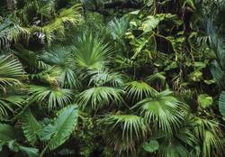 Vlies Fototapete Dschungel Blätter Wald