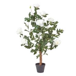 snake plant ikea Sansevieria Black Coral | Snake Plant | Care Guide and Pro Tips - Delivery  from Toronto across Canada main image 1