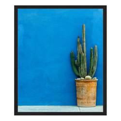 Bild Blue Wall with Cactus