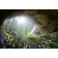 Fototapete Höhle im Wald