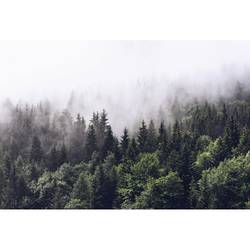 Fototapete Foggy Forest