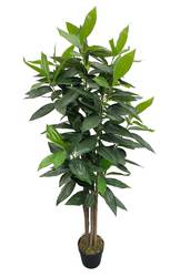 wie alt können eiben werden Gemeine Eibe (Taxus baccata) | 60-80 cm mit Wurzelballen main image 1