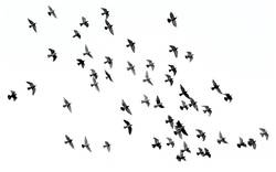 Leinwandbild Schwarzer Vogel-Flügel