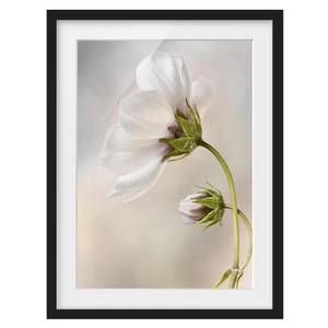 Impression d’art fleur céleste I Pin massif - Noir - 40 x 55 cm