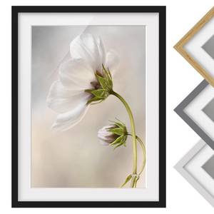 Impression d’art fleur céleste I Pin massif - Noir - 40 x 55 cm