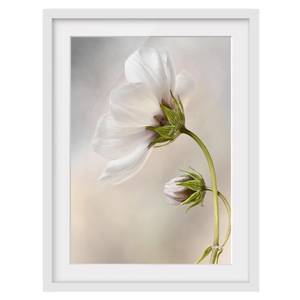 Impression d’art fleur céleste II Partiellement en pin massif - Blanc - 70 x 100 cm