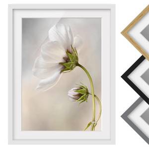 Impression d’art fleur céleste II Partiellement en pin massif - Blanc - 50 x 70 cm