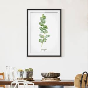 Bild Aquarell Botanik Eukalyptus I Kiefer teilmassiv - Schwarz - 40 x 55 cm