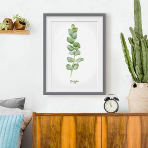 Impression aquarelle Eucalyptus III Partiellement en pin massif - Gris - 40 x 55 cm