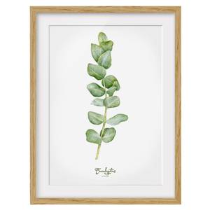 Bild Aquarell Botanik Eukalyptus IV Eiche teilmassiv - Eiche - 50 x 70 cm