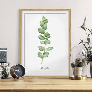 Bild Aquarell Botanik Eukalyptus IV Eiche teilmassiv - Eiche - 50 x 70 cm