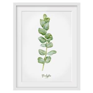 Bild Aquarell Botanik Eukalyptus II Kiefer teilmassiv - Weiß - 70 x 100 cm