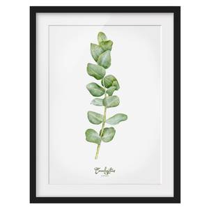 Bild Aquarell Botanik Eukalyptus I Kiefer teilmassiv - Schwarz - 30 x 40 cm