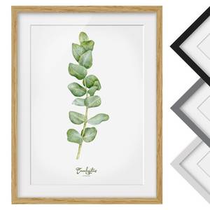 Bild Aquarell Botanik Eukalyptus IV Eiche teilmassiv - Eiche - 40 x 55 cm
