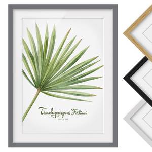 Afbeelding Aquarel Trachycarpus III deels massief grenenhout - grijs - 30 x 40 cm