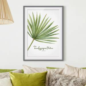 Impression aquarelle Trachycarpus III Partiellement en pin massif - Gris - 30 x 40 cm
