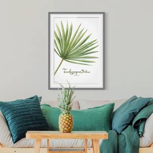 Impression aquarelle Trachycarpus III Partiellement en pin massif - Gris - 30 x 40 cm