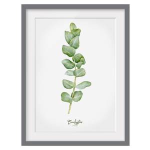 Impression aquarelle Eucalyptus III Partiellement en pin massif - Gris - 70 x 100 cm