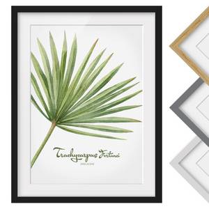 Afbeelding Aquarel Trachycarpus I deels massief grenenhout - zwart - 50 x 70 cm