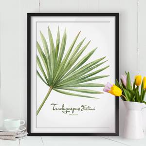 Afbeelding Aquarel Trachycarpus I deels massief grenenhout - zwart - 50 x 70 cm