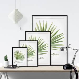 Impression aquarelle Trachycarpus I Pin massif - Noir - 70 x 100 cm