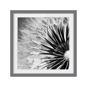 Bild Pusteblume Schwarz & Weiß III Kiefer teilmassiv - Grau - 30 x 30 cm