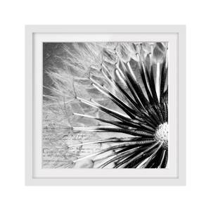 Bild Pusteblume Schwarz & Weiß II Kiefer teilmassiv - Weiß - 70 x 70 cm