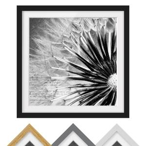 Bild Pusteblume Schwarz & Weiß I Kiefer teilmassiv - Schwarz - 50 x 50 cm