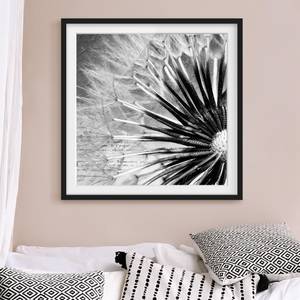 Tableau déco pissenlit noir et blanc I Pin massif - Noir - 50 x 50 cm