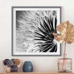Tableau déco pissenlit noir et blanc III Partiellement en pin massif - Gris - 70 x 70 cm