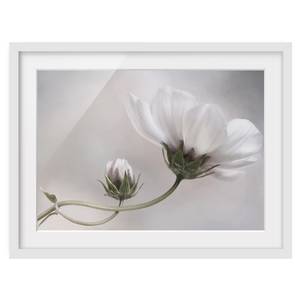 Afbeelding Simply Cosmos II deels massief grenenhout - wit - 55 x 40 cm