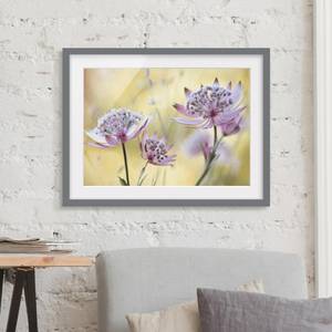 Impression d’art Astrantia Major III Partiellement en pin massif - Gris - 55 x 40 cm