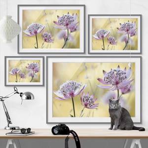 Impression d’art Astrantia Major III Partiellement en pin massif - Gris - 55 x 40 cm