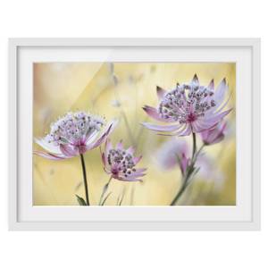 Impression d’art Astrantia Major II Partiellement en pin massif - Blanc - 55 x 40 cm