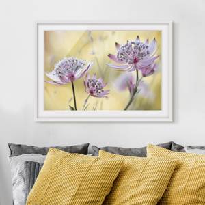 Impression d’art Astrantia Major II Partiellement en pin massif - Blanc - 55 x 40 cm