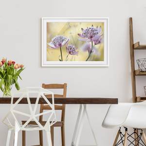 Impression d’art Astrantia Major II Partiellement en pin massif - Blanc - 55 x 40 cm