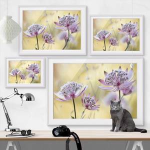 Impression d’art Astrantia Major II Partiellement en pin massif - Blanc - 55 x 40 cm