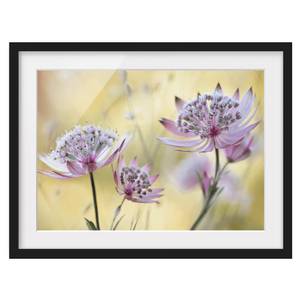 Afbeelding Astrantia Major I deels massief grenenhout - zwart - 55 x 40 cm