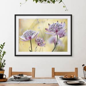 Afbeelding Astrantia Major I deels massief grenenhout - zwart - 55 x 40 cm