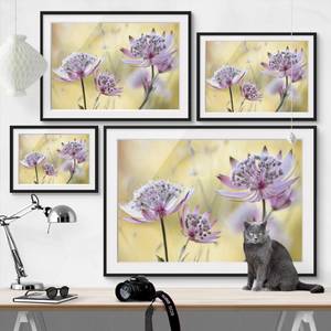 Afbeelding Astrantia Major I deels massief grenenhout - zwart - 55 x 40 cm