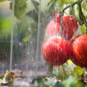 Tuteur à tomates gris en lot de 6 Gris - Métal - Matière plastique - 28 x 76 x 28 cm