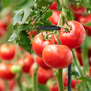 Relaxdays Tuteur pour tomates, Plante grimpante,…
