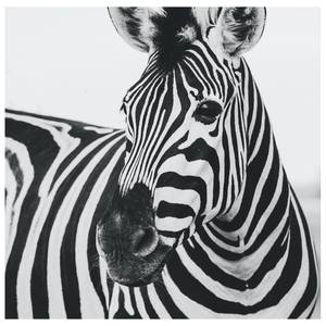 Leinwandbild Schnauze des Zebras Grau