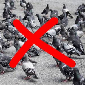 Corbeau en plastique anti pigeons