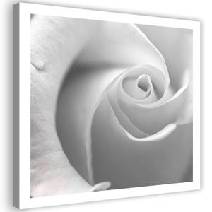 Bild auf leinwand Weiße Rose Blumen 50 x 50 cm